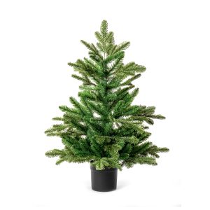 90cm Nordmann Fir