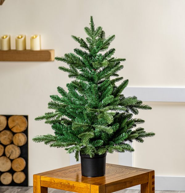 90cm Nordmann Fir - Image 2