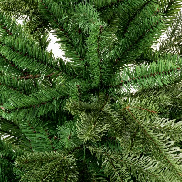90cm Nordmann Fir - Image 4