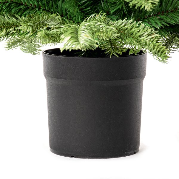90cm Nordmann Fir - Image 5