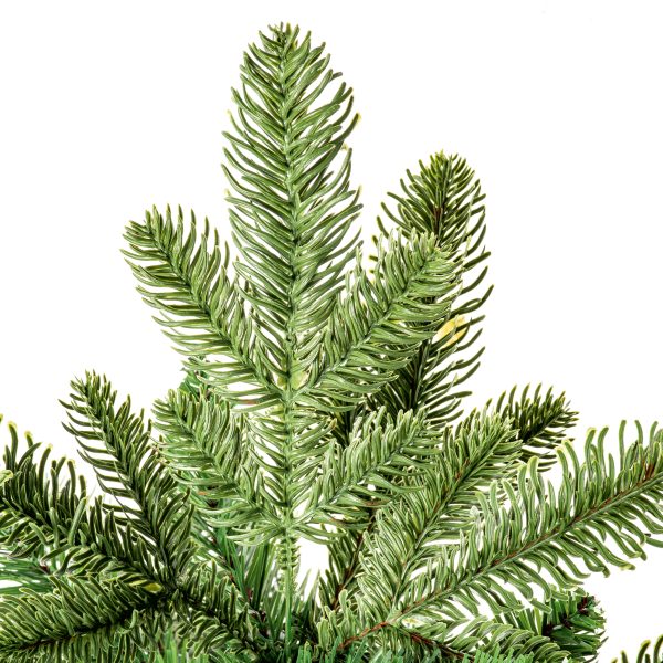 90cm Nordmann Fir - Image 6