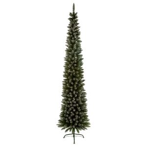 2M Pencil Pine Snow Tipped