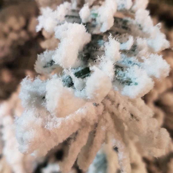 2.1M Flocked Mountain Pine - Image 5