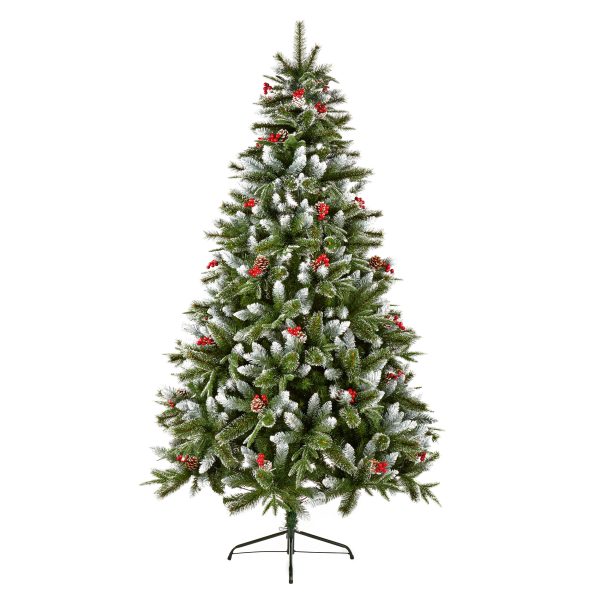 2.1M New Jersey Spruce